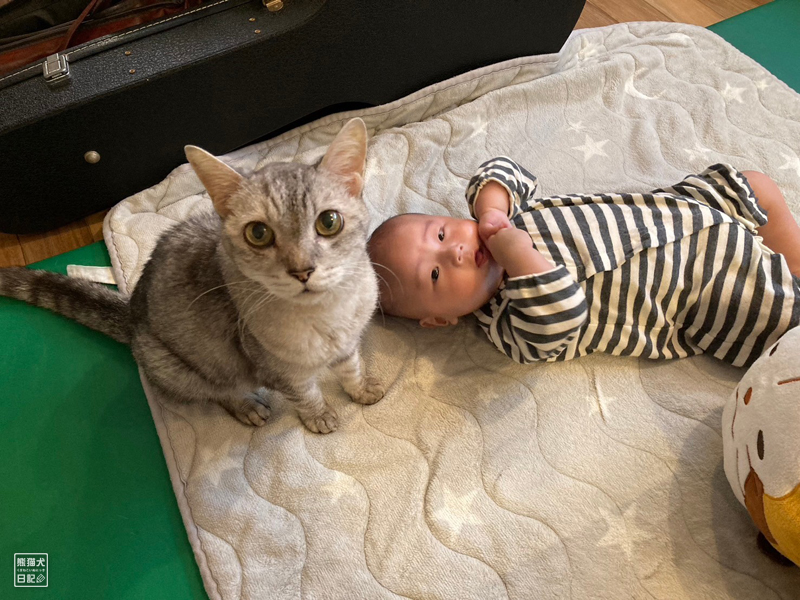 乳児と猫兄