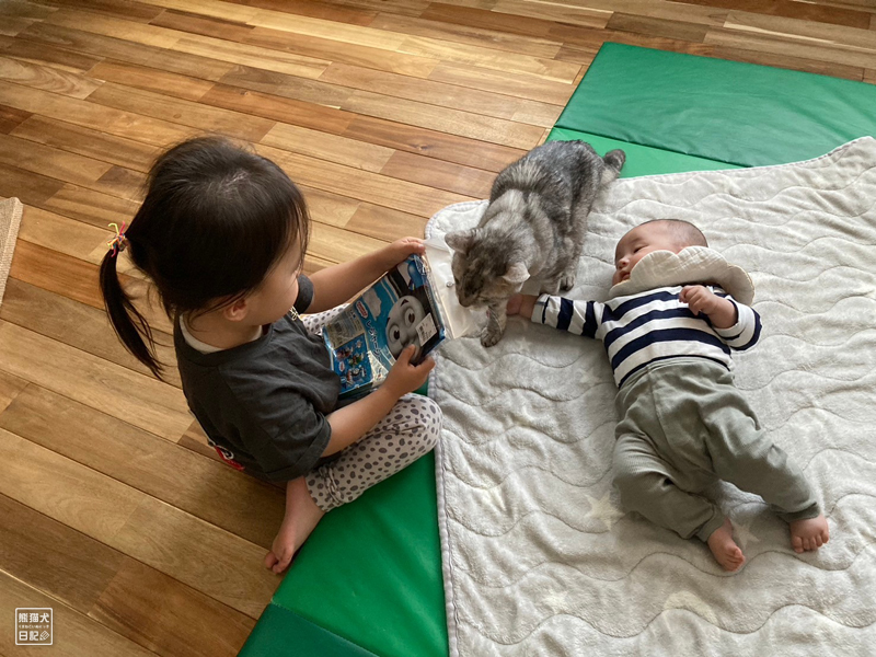 三歳児と天然猫と乳児