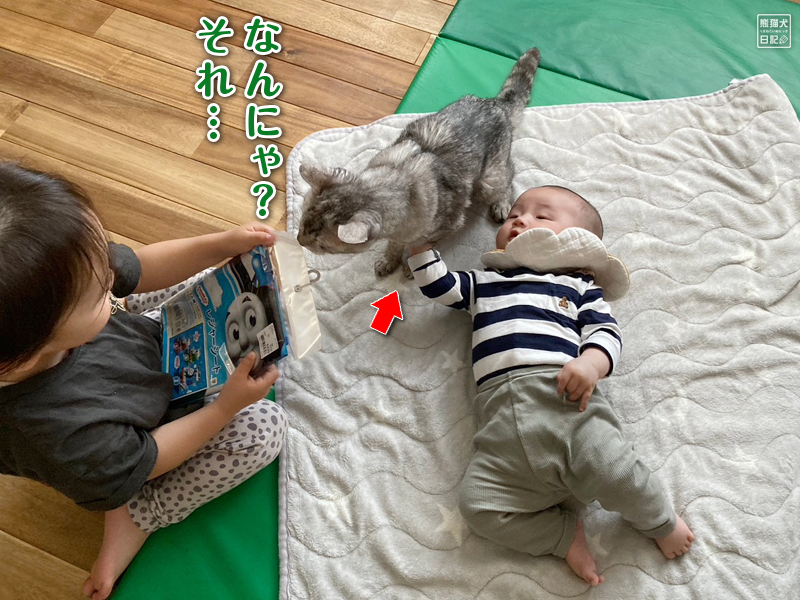 三歳児と天然猫と乳児