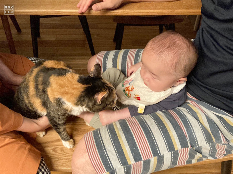 三毛猫と赤ん坊