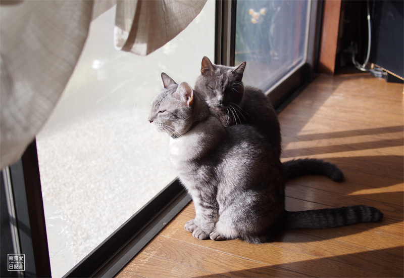 天然猫と石像猫