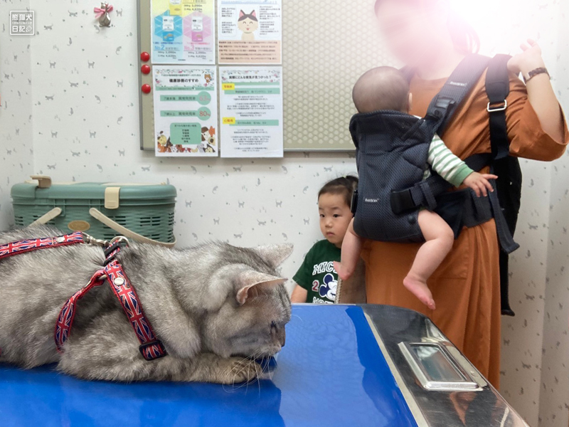 天然猫の寿喜