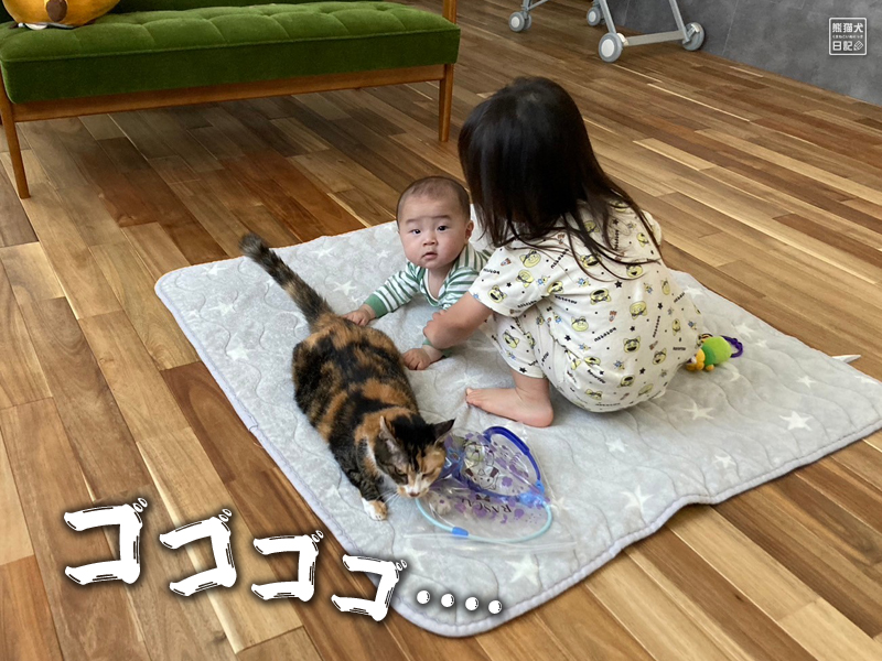 ツンデレ三毛猫の稚葉と子供たち