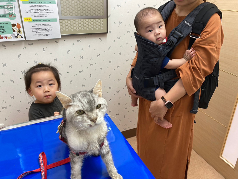 天然猫の寿喜と子供たち