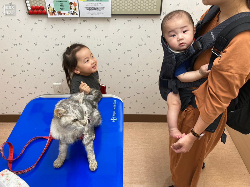 天然猫の寿喜と子供たち