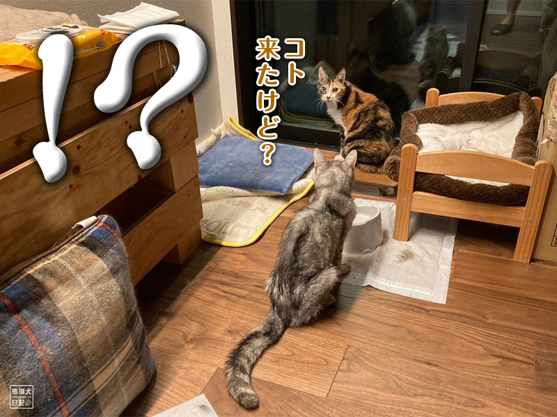 天然猫の寿喜とツンデレ三毛猫の稚葉