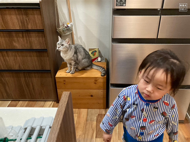 天然猫の寿喜と三歳児