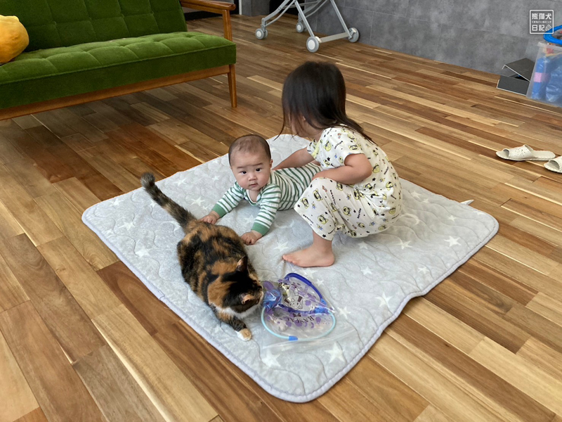 ツンデレ三毛猫の稚葉と子供たち