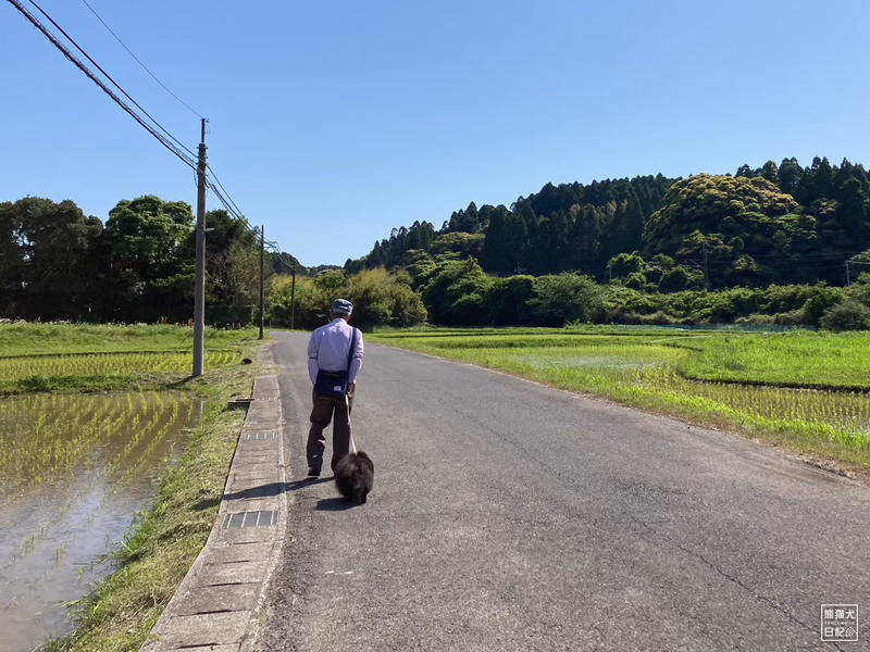 黒ポメラニアン志熊