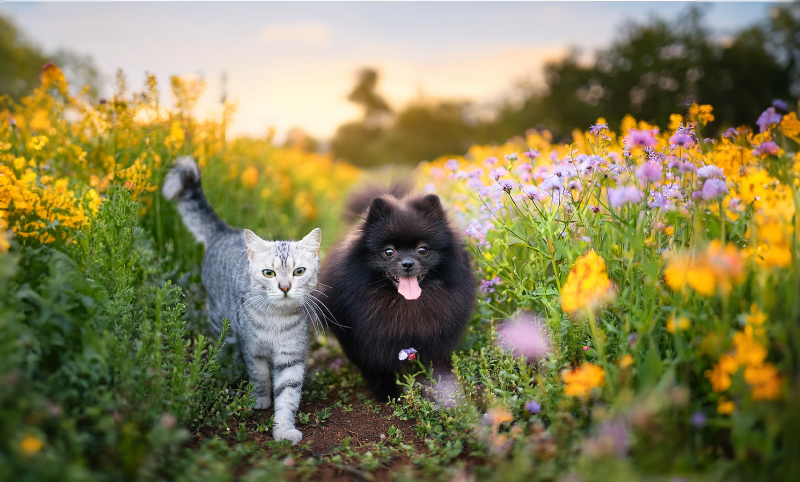 天然猫の寿喜と黒ポメラニアン真熊