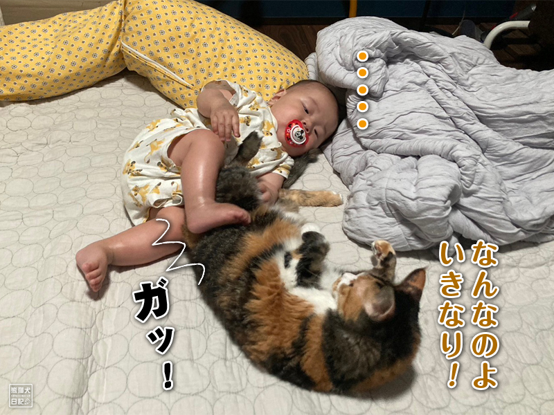 ツンデレ三毛猫の稚葉と乳児