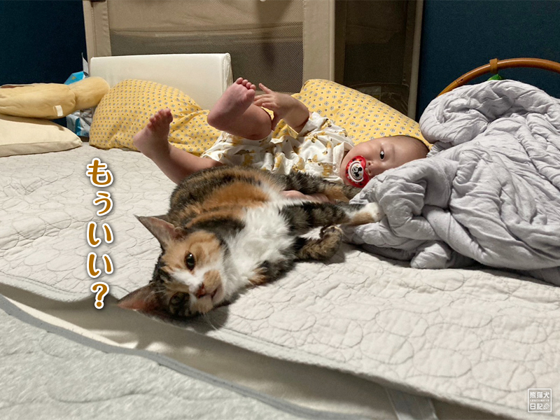 ツンデレ三毛猫の稚葉と乳児