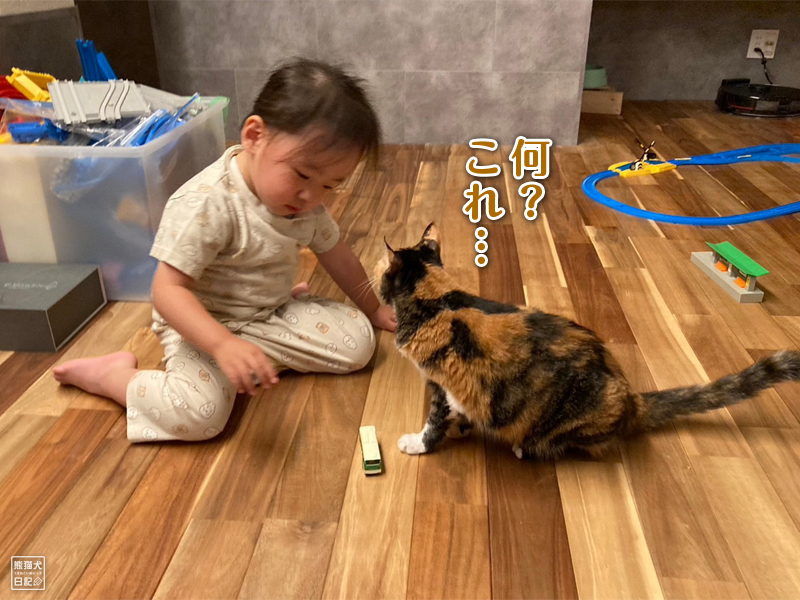 小倅とツンデレ三毛猫の稚葉