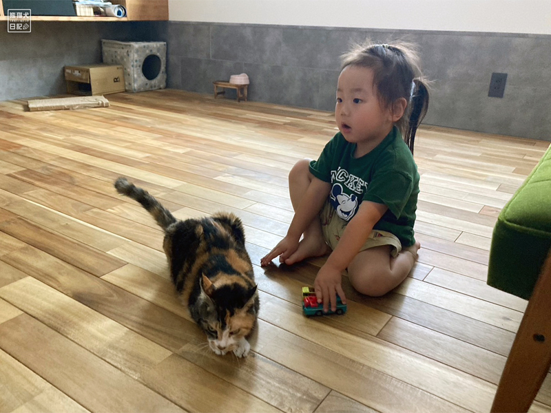 ツンデレ三毛猫の稚葉と小倅