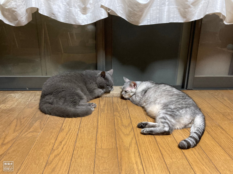 石像猫と天然猫