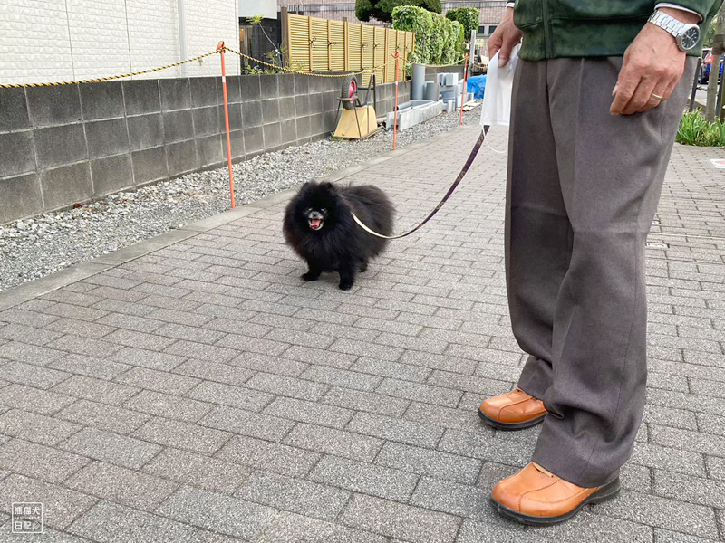 黒ポメラニアン志熊