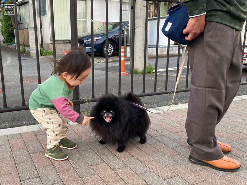 黒ポメラニアン志熊