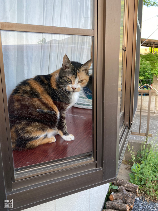 ツンデレ三毛猫の稚葉