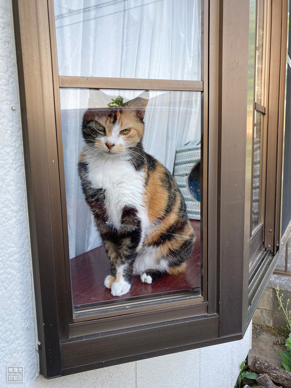 ツンデレ三毛猫の稚葉