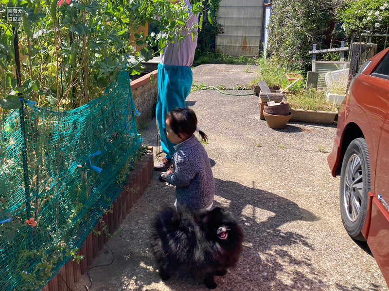 黒ポメラニアン志熊と小倅