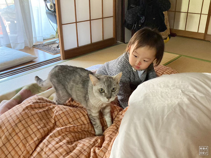 天然猫の寿喜と小倅