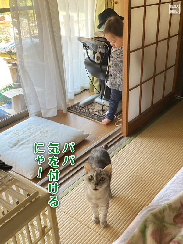 天然猫の寿喜と小倅