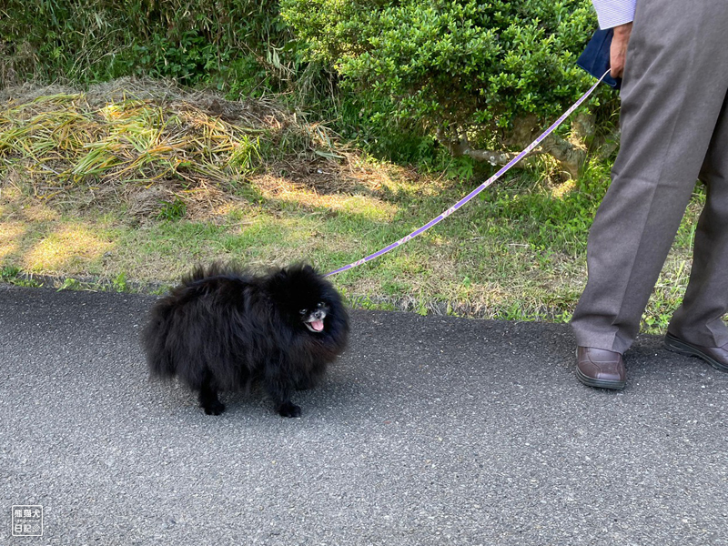 黒ポメラニアン志熊