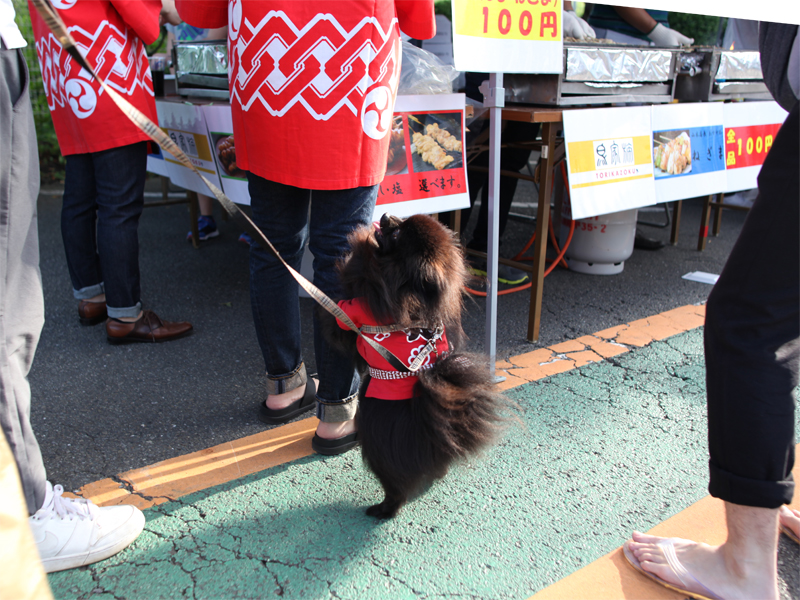 黒ポメラニアン真熊