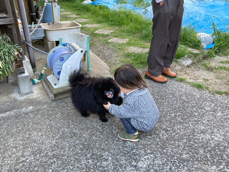 黒ポメラニアン志熊と小倅