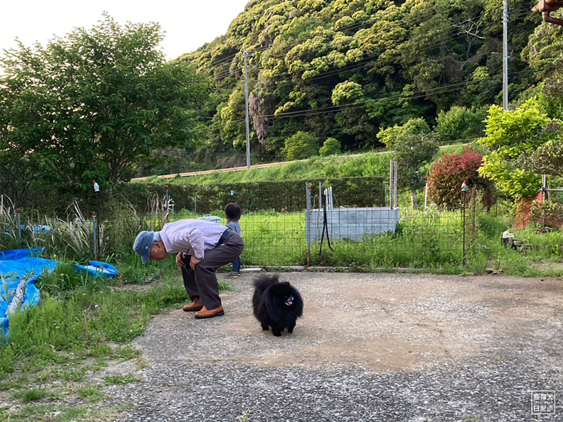 黒ポメラニアン志熊と小倅