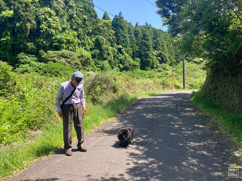 黒ポメラニアン志熊