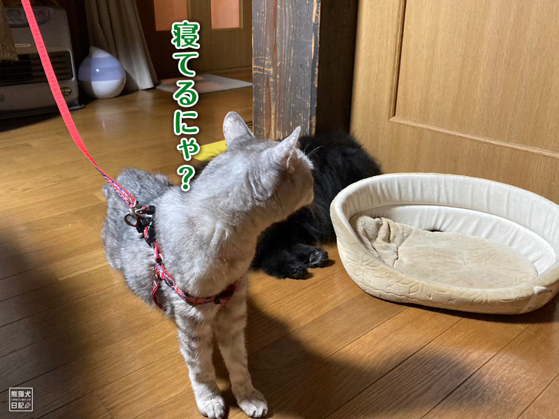 天然猫の寿喜とポメラニアン志熊