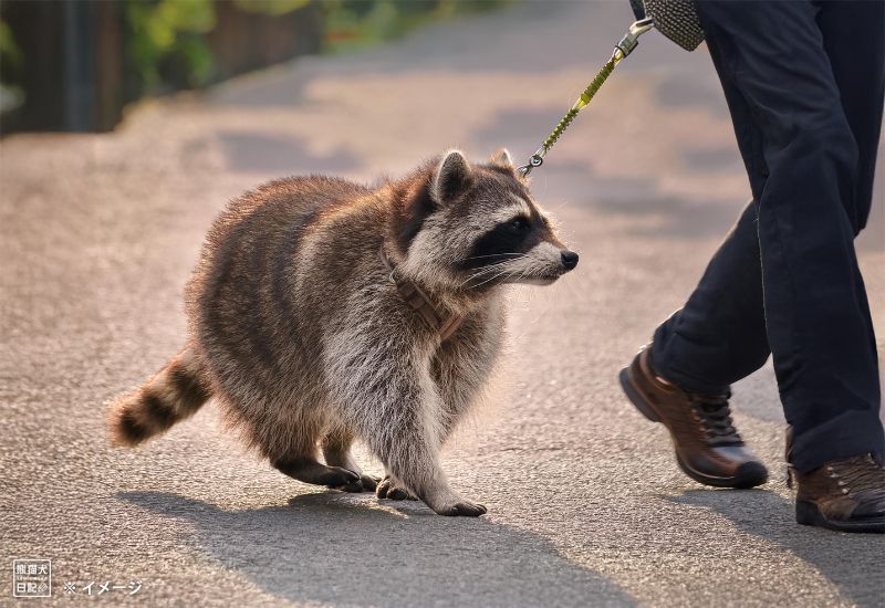 アライグマ千寿