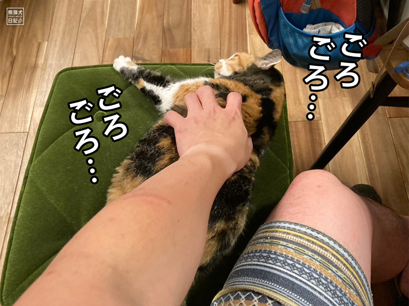 ツンデレ三毛猫の稚葉