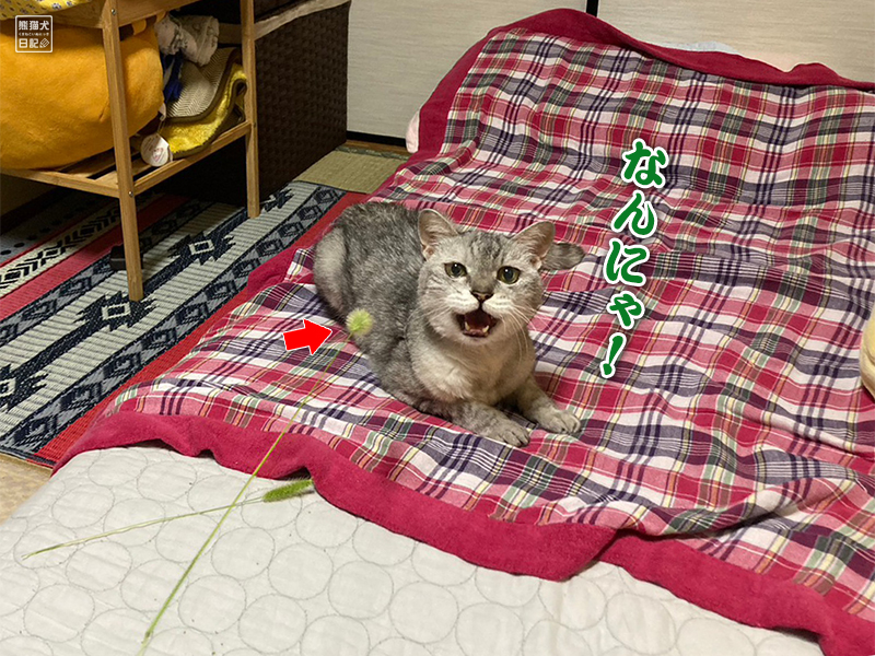 天然猫の寿喜