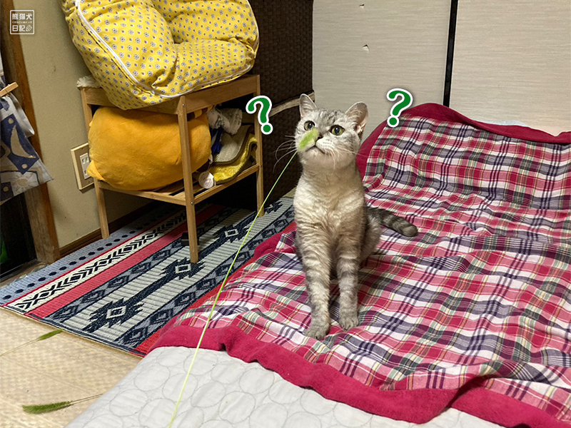 天然猫の寿喜