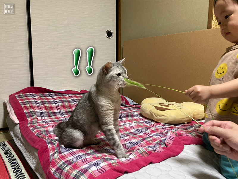 天然猫の寿喜