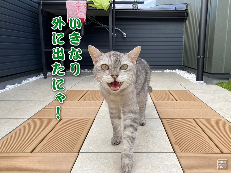 屋上での天然猫