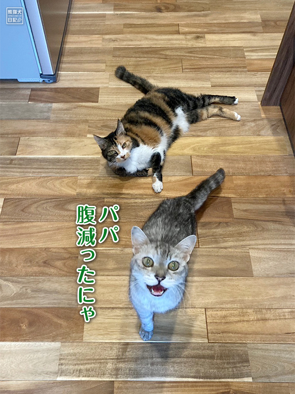 天然猫の寿喜とツンデレ三毛猫の稚葉