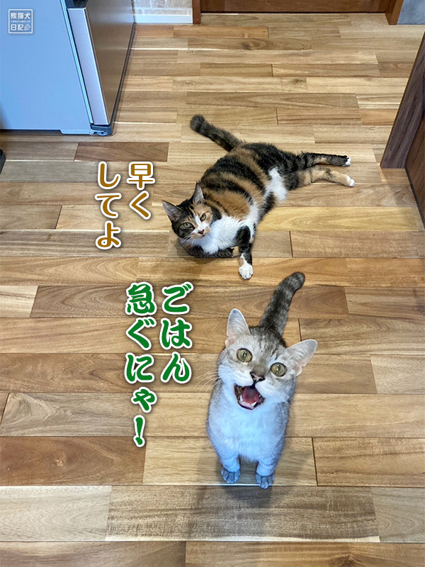 天然猫の寿喜とツンデレ三毛猫の稚葉