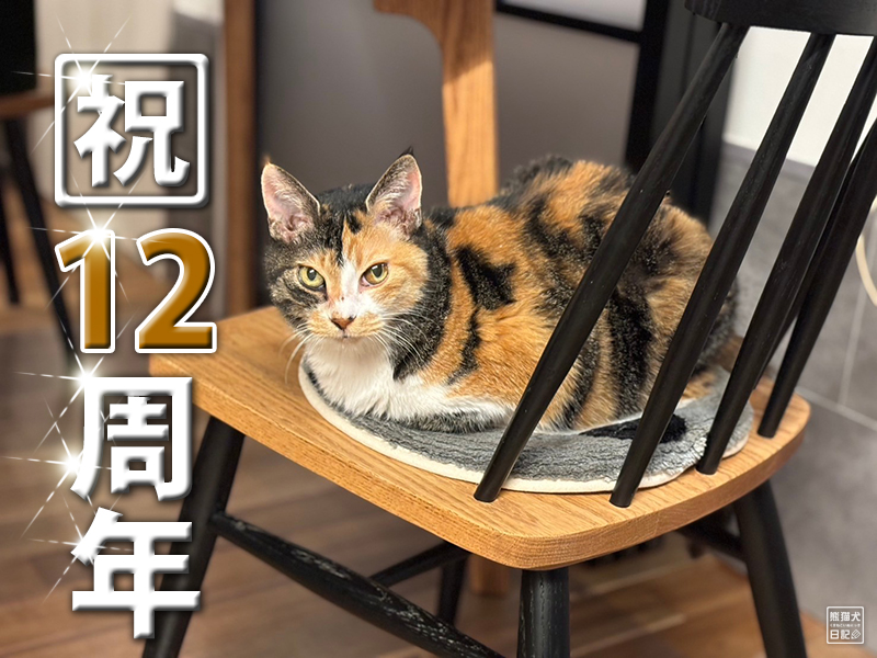 ツンデレ三毛猫の稚葉