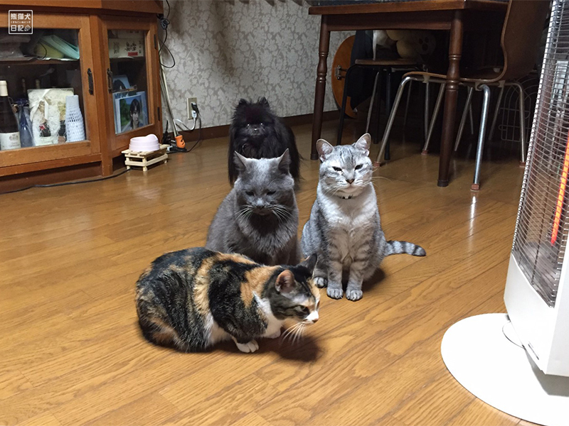 黒ポメラニアンと猫たち