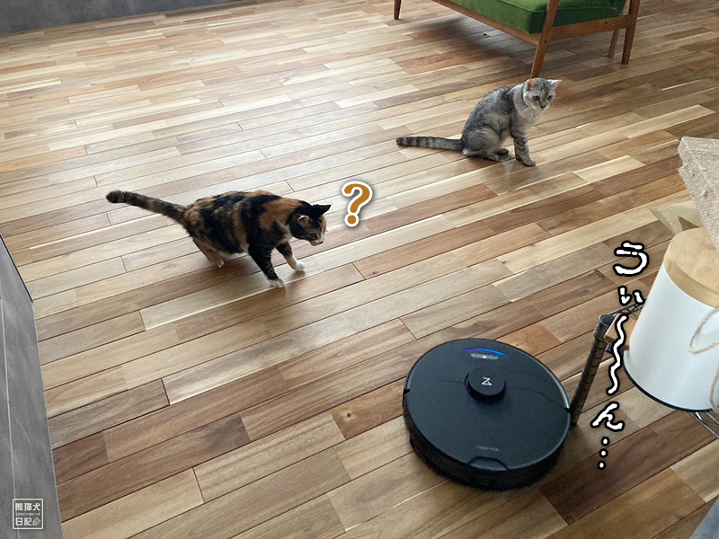 猫とロボット掃除機