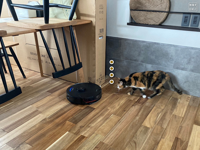 猫とロボット掃除機