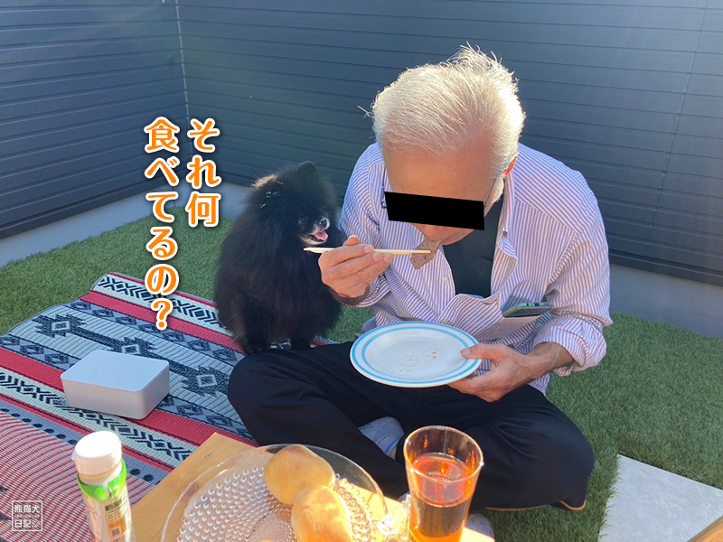 黒ポメラニアン志熊
