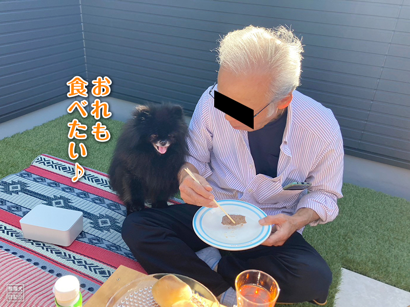 黒ポメラニアン志熊