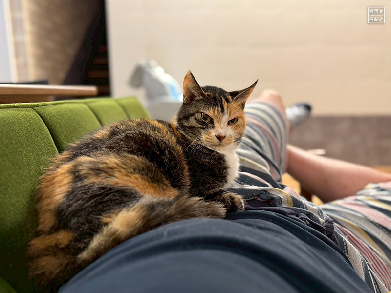 ツンデレ三毛猫の稚葉