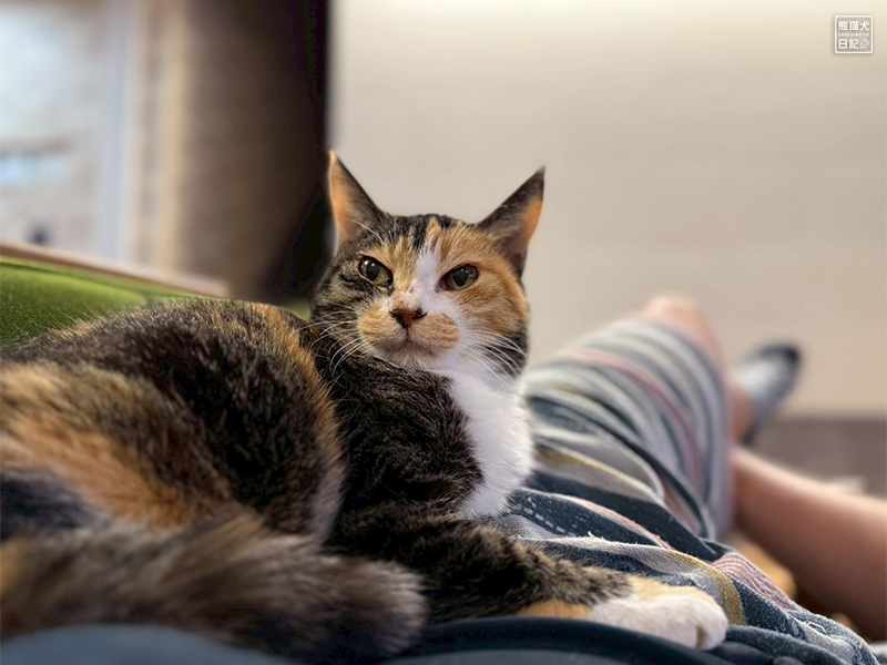ツンデレ三毛猫の稚葉