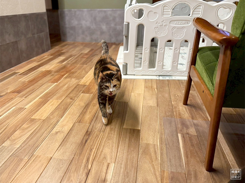 ツンデレ三毛猫の稚葉