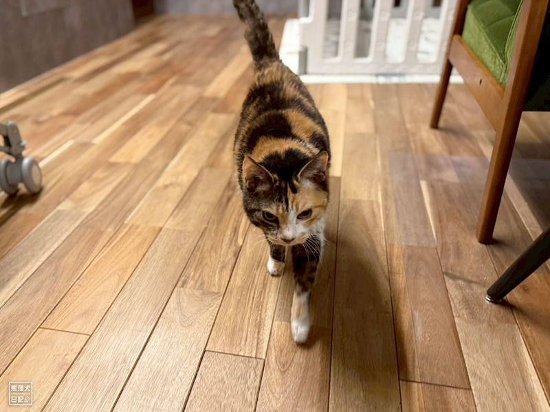 ツンデレ三毛猫の稚葉